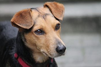 5 Ear Signals That Allow You To Read A Dogs Mind