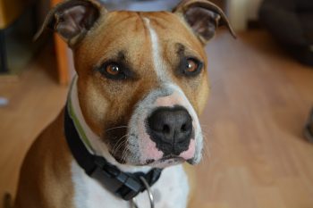 10 Dog Breeds Similar to American Staffordshire Terriers