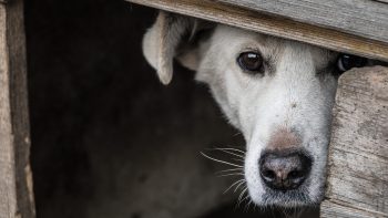 5 Signs That Flash Your Dog Is Super Anxious