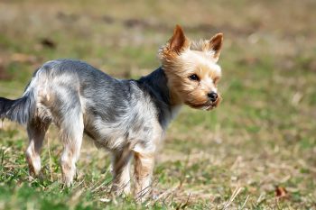 10 Dog Breeds Similar to Yorkies