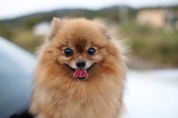 5 Dog Breeds Whose Cheerful Disposition Brightens the Dreariest Days