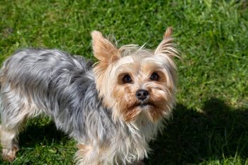 Yorkie Lifespan – What to Expect & How to Help a Yorkie Live Longer