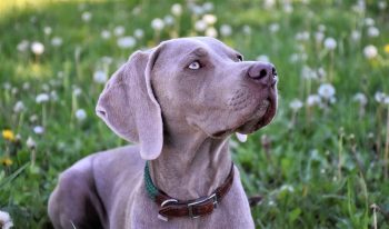 10 Life Lessons You Can Learn from a Weimaraner