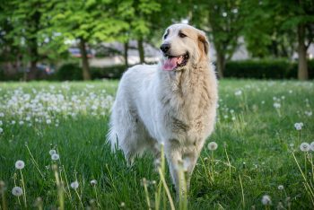 10 Dog Breeds Similar to Great Pyrenees