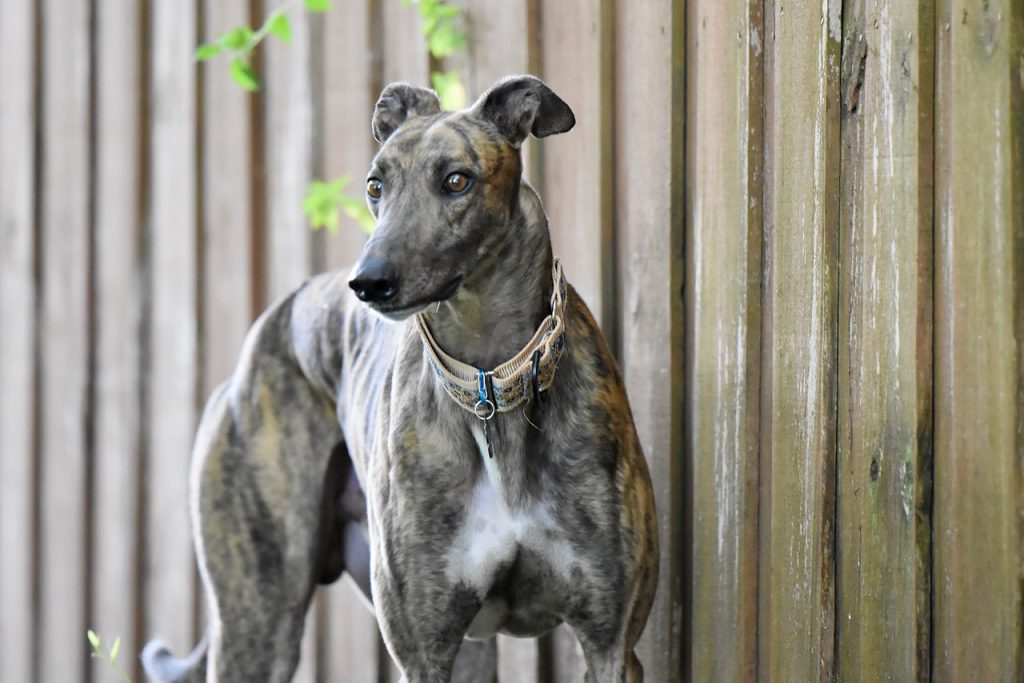 10 Life Lessons You Can Learn from a Greyhound