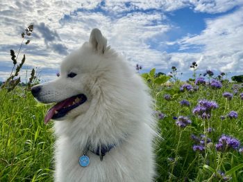 7 Dog Breeds That Look Like They Belong in a Fairytale