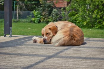 The Significance of Sleeping Positions in Dogs