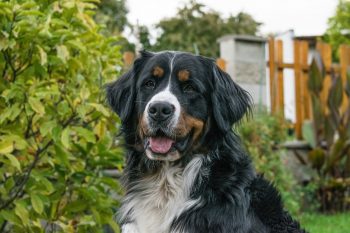 10 Life Lessons You Can Learn from a Bernese Mountain Dog