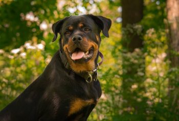 10 Life Lessons You Can Learn from a Rottweiler