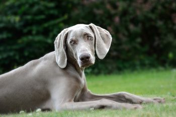 10 Dog Breeds Similar to Weimaraners