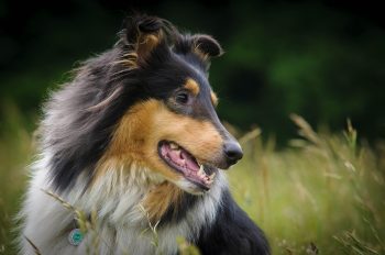 10 Life Lessons You Can Learn from a Collie