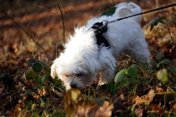 How Your Dog’s Sniffing Habits Reveal Their Emotional State