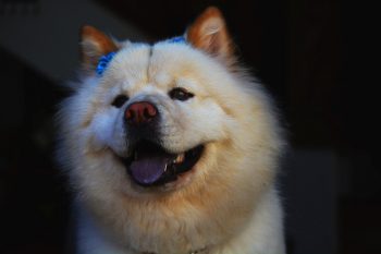 Chow Chow Lifespan – What to Expect & How to Help a Chow Chow Live Longer