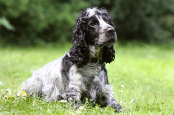 10 Dog Breeds Similar to Cocker Spaniels