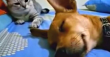 Dog Farts While Sleeping But The Cat’s Comeback Has Audiences Going Wild