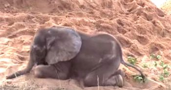 Sick Baby Elephant Was Rejected By The Herd, Becomes New Best Friend With A Dog