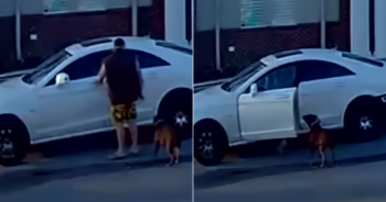 Monster ‘Nonchalantly’ Dumped His Dog Like Garbage And It Was All Caught On Video