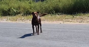 ‘Street Dog’ Waited In The Same Spot Every Day For Someone To Save Him