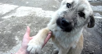 Puppy ‘Abandoned’ On A Busy Road Offers His Paw Asking To Be Rescued