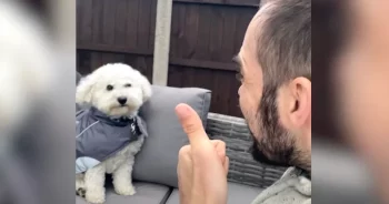 Buddy The Dog Knows His Cue And Smiles On Command