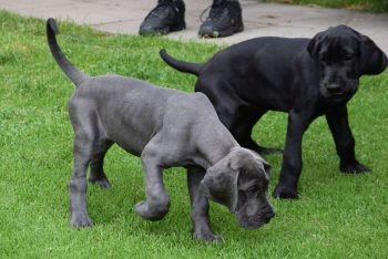 10 Dog Breeds Similar to Mastiffs