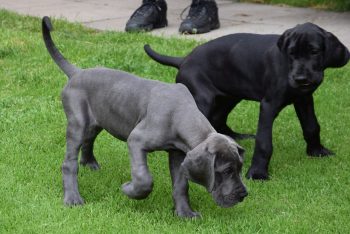 The History and Origin of the Mastiff: A Comprehensive Look