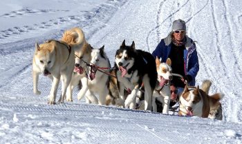 7 Signs Your Dog Doesn’t See You as Their Pack Leader