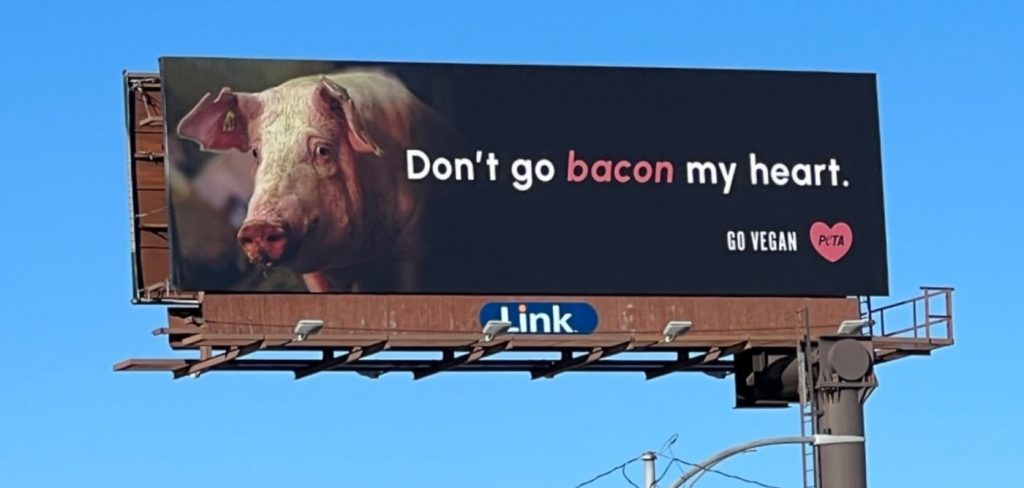 ‘Don’t Go Bacon My Heart!’ Pig’s V-Day Plea Hits Omaha, Courtesy of PETA