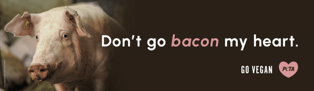 ‘Don’t Go Bacon My Heart!’ Pig’s V-Day Plea Hits Mason City, Courtesy of PETA