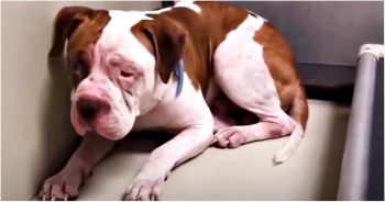 Shaking Pit Bull Wouldn’t Leave Shelter Corner, ‘Heard-A-Voice’ And Inched Forward