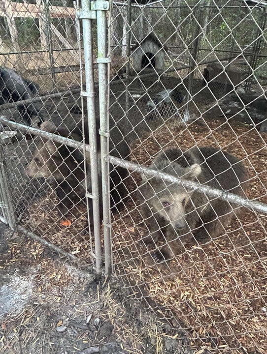 After 2 Kodiak Bears Escaped From a Florida Facility, PETA Penned a Letter