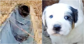 Perilous Mission To Capture Stashed Puppy Inside Sewer