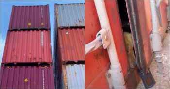 Patrolmen Lower Shipping Container To Inspect From 25 Feet Up, Snout Pops Out