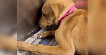 Betrayed By The Ones She Loved, Trembling Puppy Doesn’t Believe She’s Safe