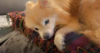 Relinquished To Shelter, 16 Yr Old Pom Grabs Blanket & Begs To Stay With Him