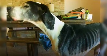 Guy Pulls 100 Pound Underweight Great Dane From Shelter