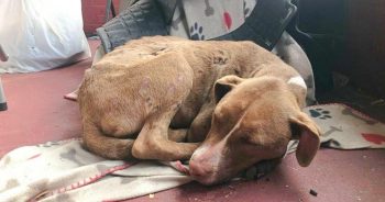 A Heartsick Pup In Need Curls Up On Family’s Porch