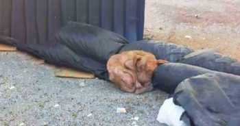 ‘Malnourished’ Stray Dog’s Lengthy Struggle Living Next To Dumpster Ends