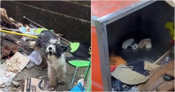 Mother Dog Fights to Nurture Pups, Relying on Garbage To Keep Them Alive