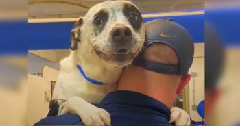 After 500-Day Shelter Stint, Abused Dog Has Something To Smile About