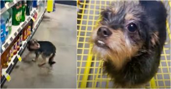 Guy Finds Stray Dog Running Loose In Dollar Store & Puts Her In His Cart