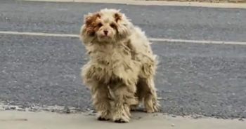 Woman Noticed Matted Dog Protecting Himself From Those Who Wronged Him