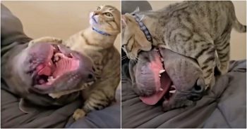 130-Pound Cane Corso Gets Bullied By Puny Kitten Brother