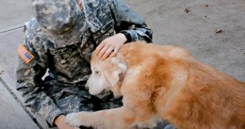 Soldier Reconnects With Old Dog Who ‘Breaks Down’ In Her Lap