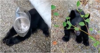 Woman Aids Suffocating Baby Bear But Cub Has Nowhere To Go