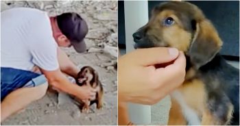 Puppy Adoringly Praises Guy For His Gallantry After Arduous Rescue