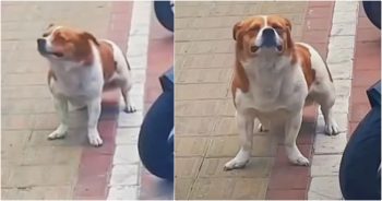 Dog’s Desertion On City Sidewalk Gazing At Guy Filming