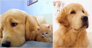 Golden And Kitten Meet But The Pup Finally Forms His Opinion After