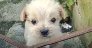 A Puppy Left To Tremble In The Cold Meets Man And Kisses His Hand