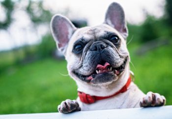 10 Life Lessons You Can Learn from a French Bulldog